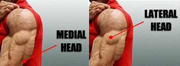 triceps lateral and medial head
